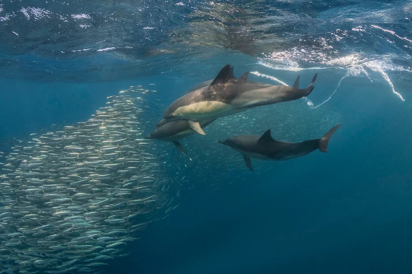 Des dauphins chassent autour d’un banc compact de sardines en Afrique du Sud