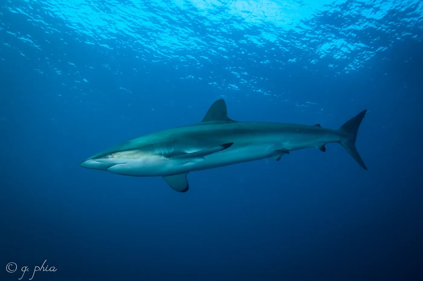 Un requin nage sous les reflets de la surface aux Jardins de la Reine, à Cuba