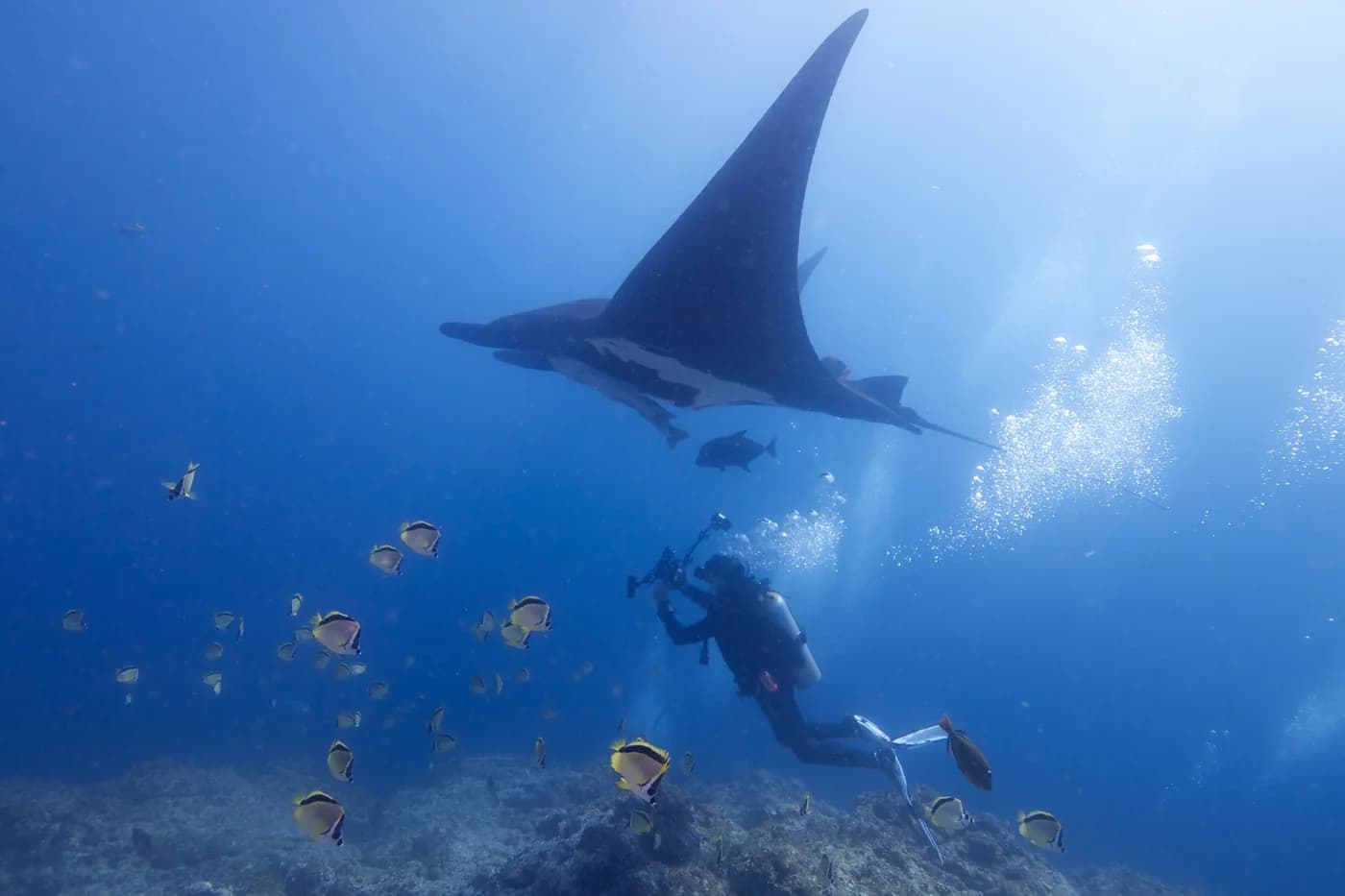 Une grande raie manta passe au-dessus d’un plongeur à Socorro