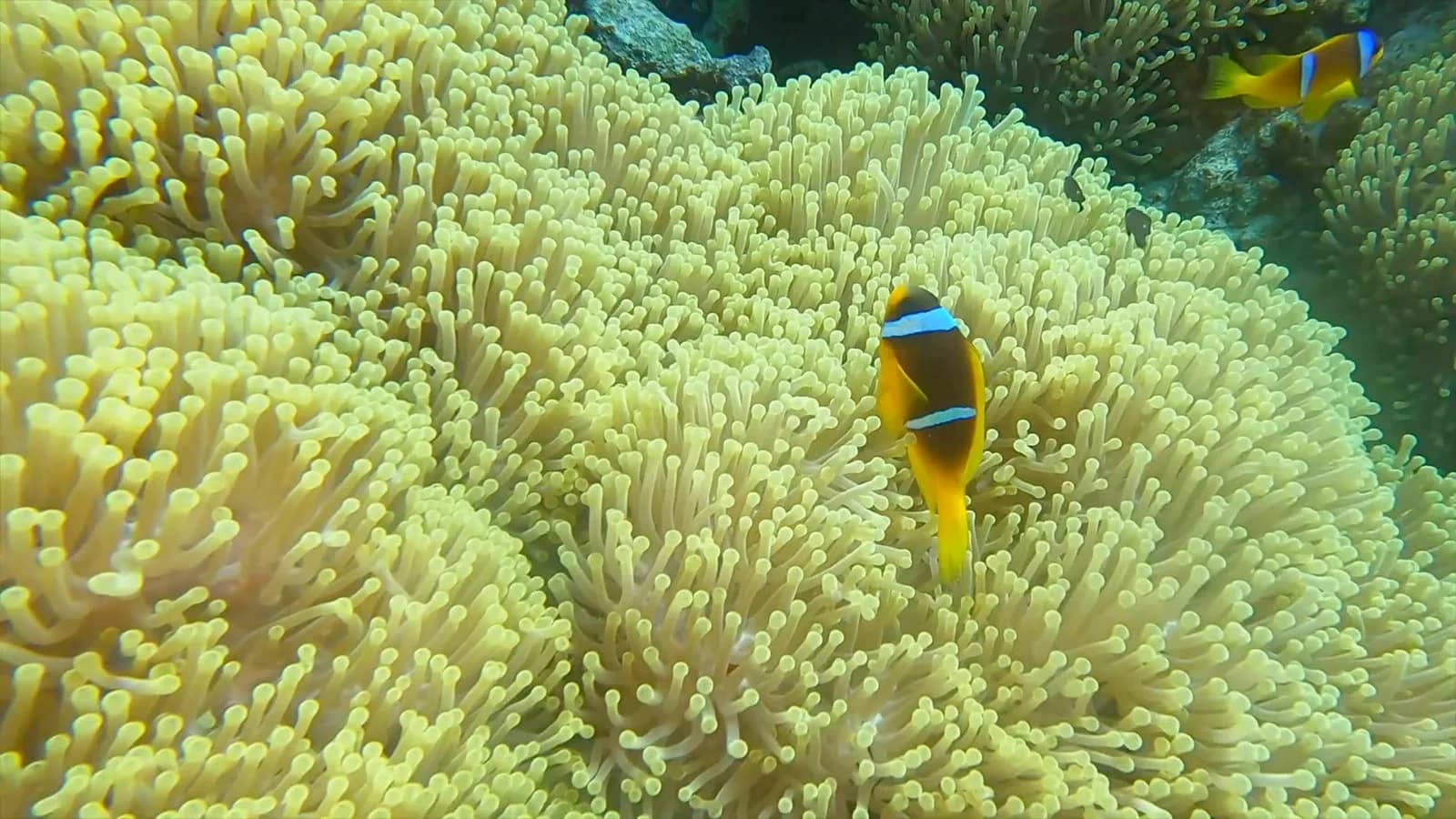 Un poisson-clown au milieu des tentacules d’une anémone