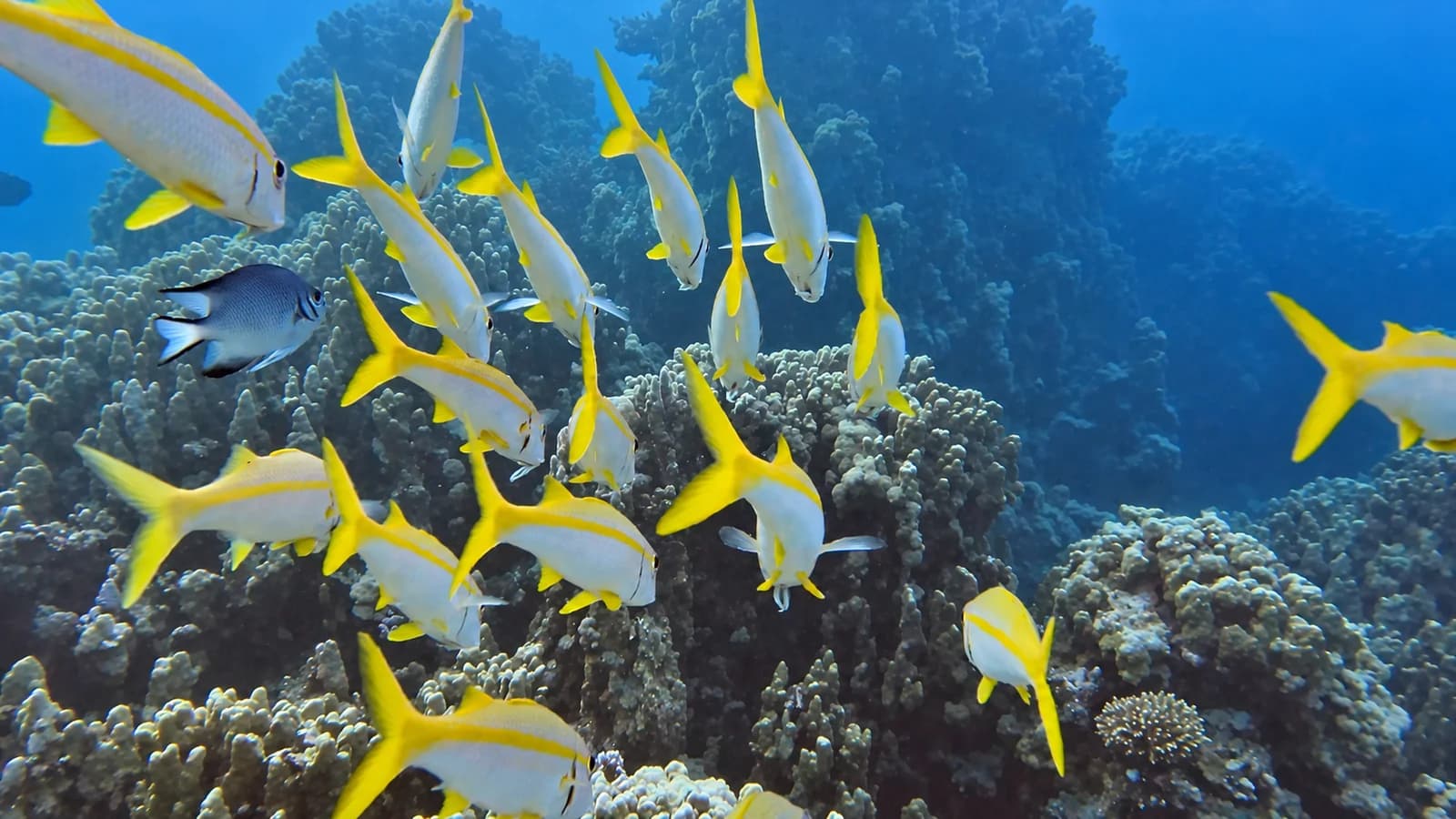 Un banc de poissons jaunes au-dessus du récif bleu