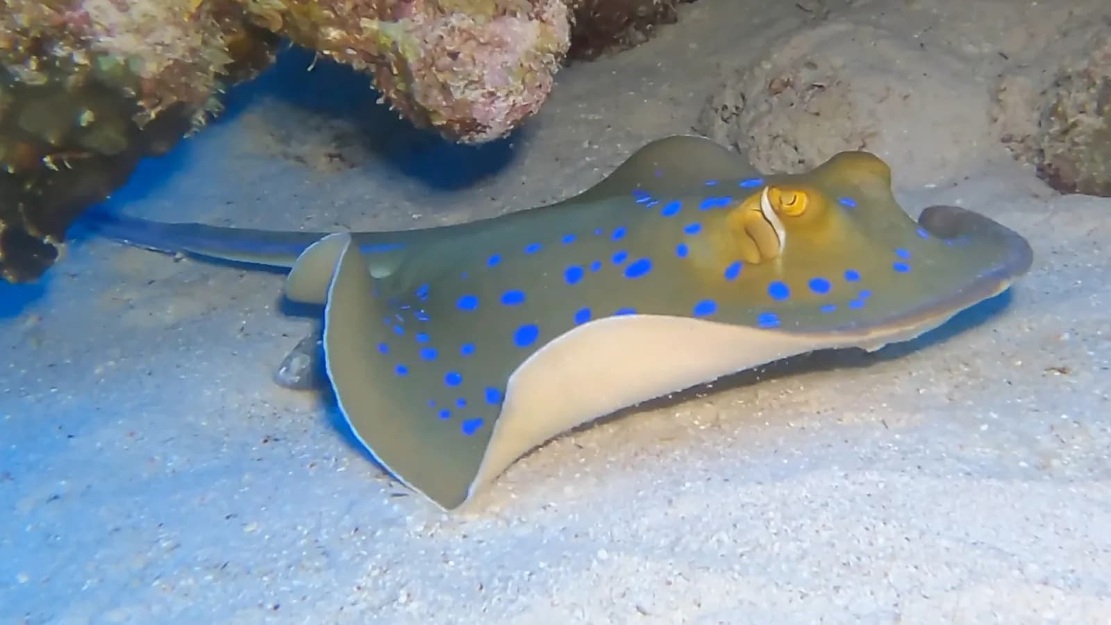 Une raie ponctuée de bleu posée sur le sable