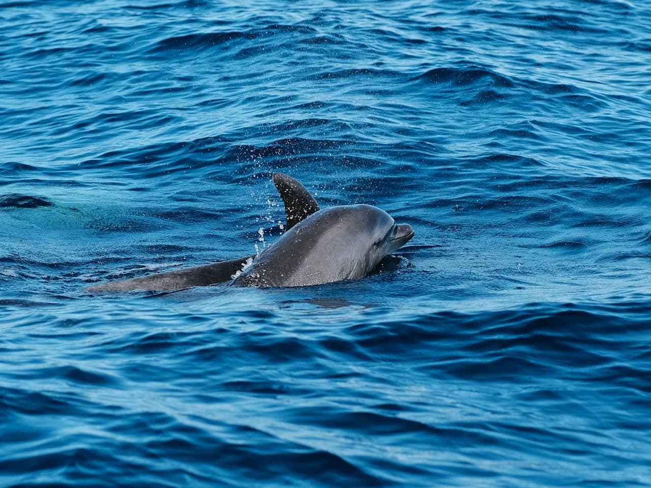 Un dauphin à la surface de l’Atlantique au large de Madère, photographié par Javier Hernandez