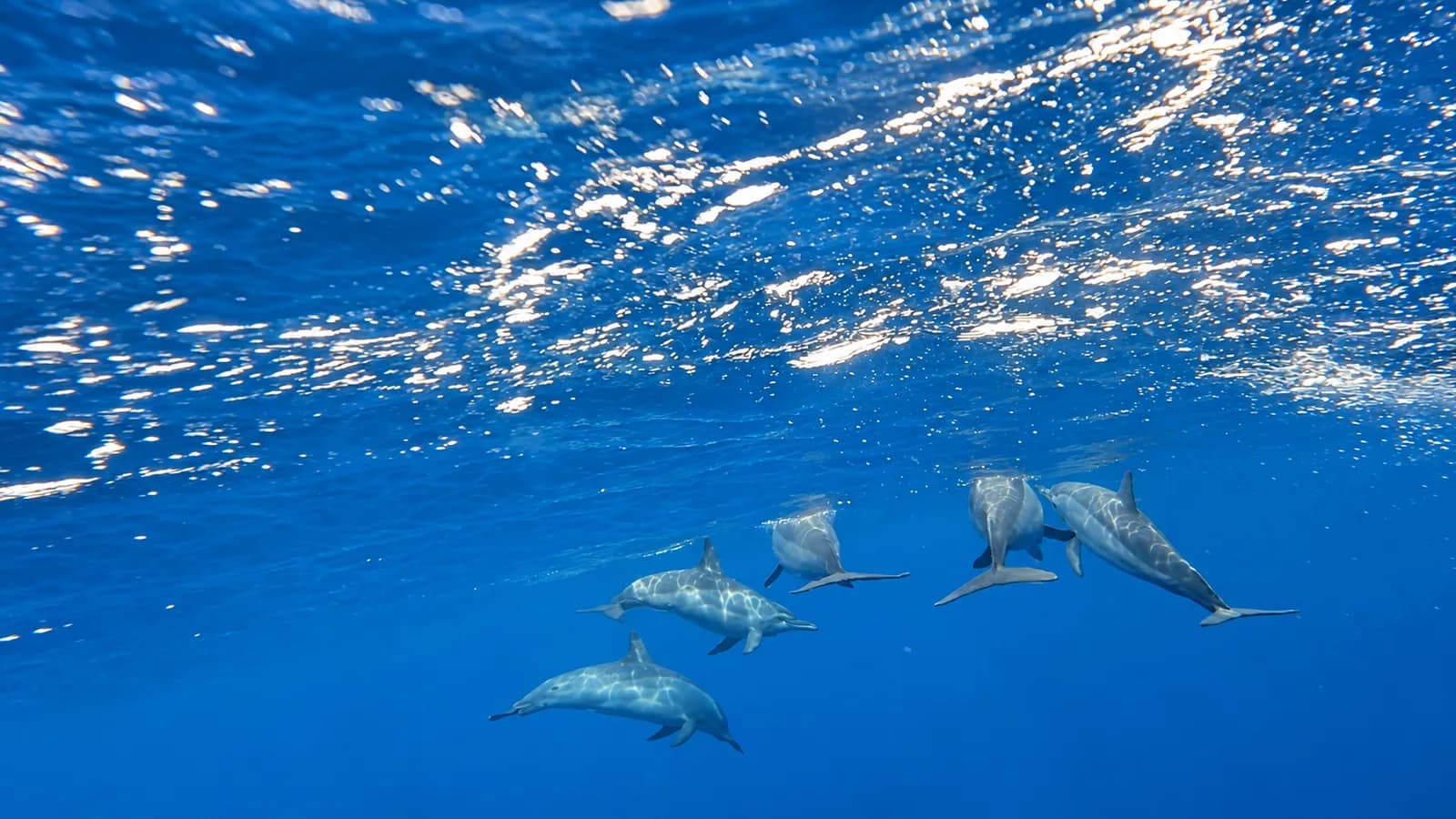 Des dauphins nagent ensemble sous les reflets de la surface