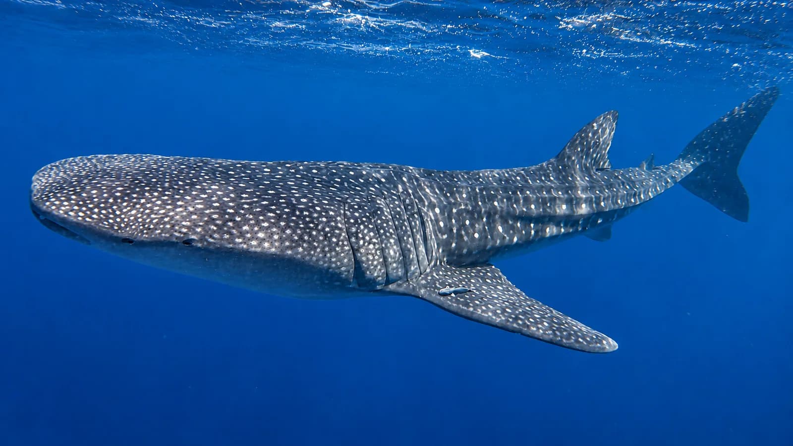 Un requin-baleine sous la surface, archive personnelle retouchée avec l’IA